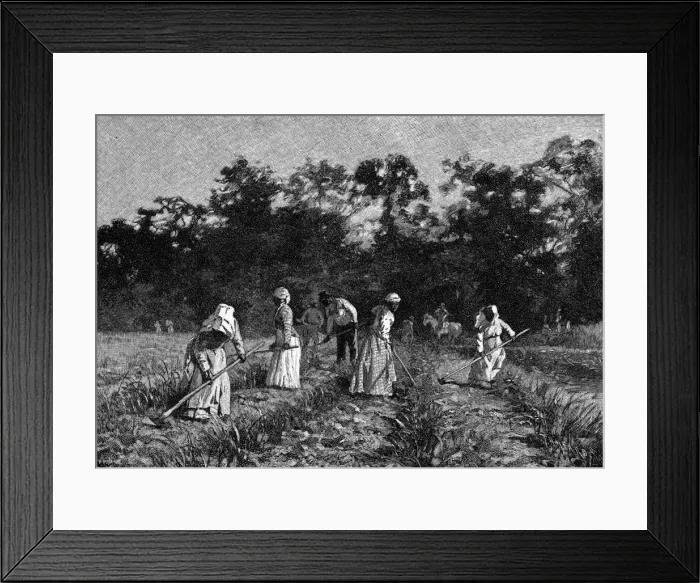 Framed Print : FOOD AND DRINK / SUGAR Framed Print : FOOD AND DRINK / SUGAR