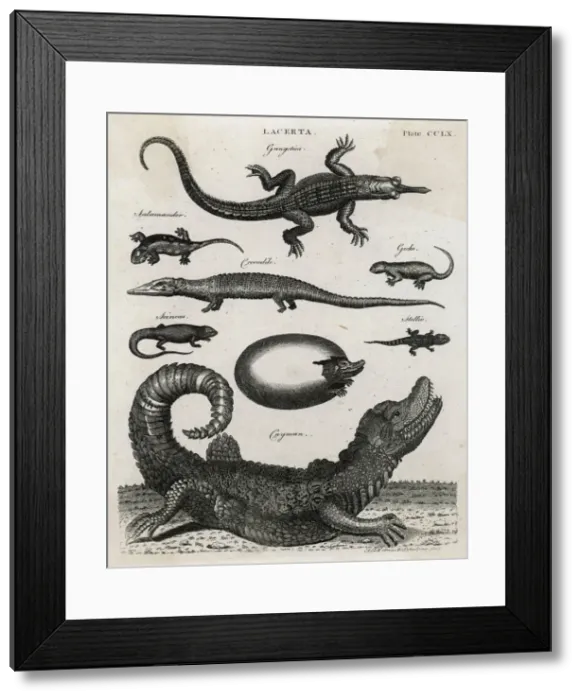 Framed Print : REPTILE / GECKO Framed Print : REPTILE / GECKO
