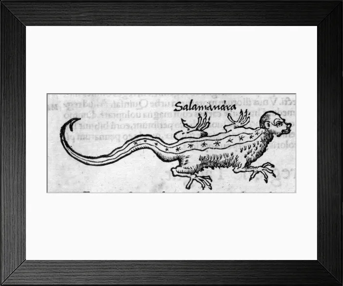 Framed Print : FOLKLORE / SALAMANDER Framed Print : FOLKLORE / SALAMANDER
