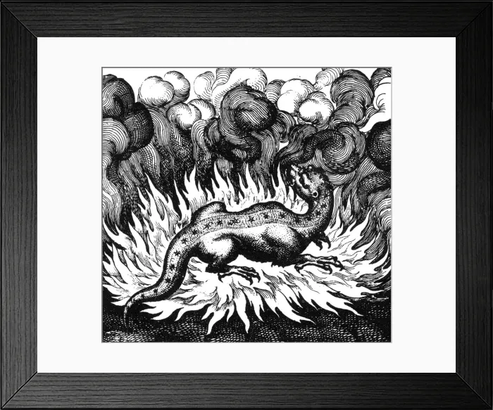Framed Print : FOLKLORE / SALAMANDER Framed Print : FOLKLORE / SALAMANDER