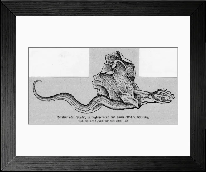 Framed Print : Basilisk. Gesner, the author of the book whence the image comes Framed Print : Basilisk. Gesner, the author of the book whence the image comes