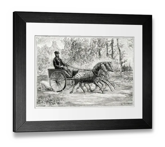 Framed Print : TRANSPORT BY ZEBRA Framed Print : TRANSPORT BY ZEBRA