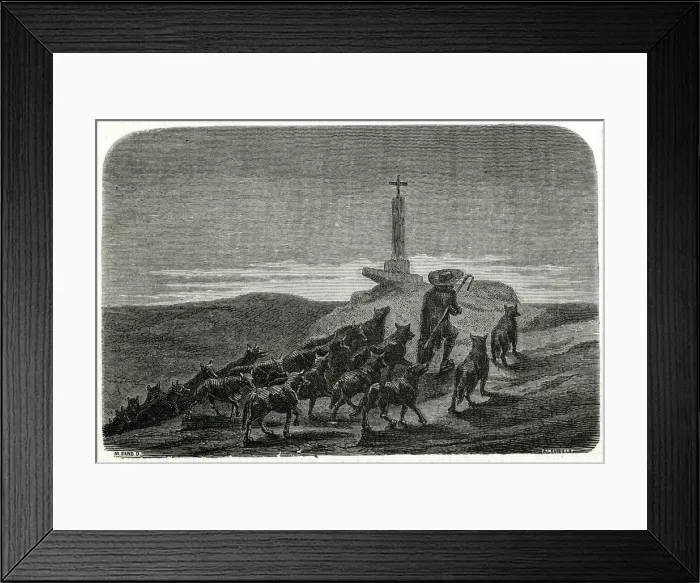 Framed Print : Wolf Charmer Framed Print : Wolf Charmer
