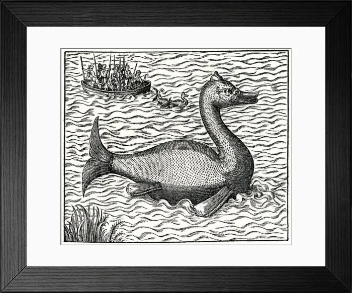 Framed Print : SEA SERPENT ALOES Framed Print : SEA SERPENT ALOES
