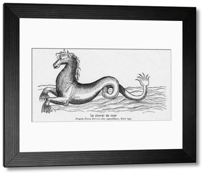 Framed Print : SEA HORSE BELON Framed Print : SEA HORSE BELON