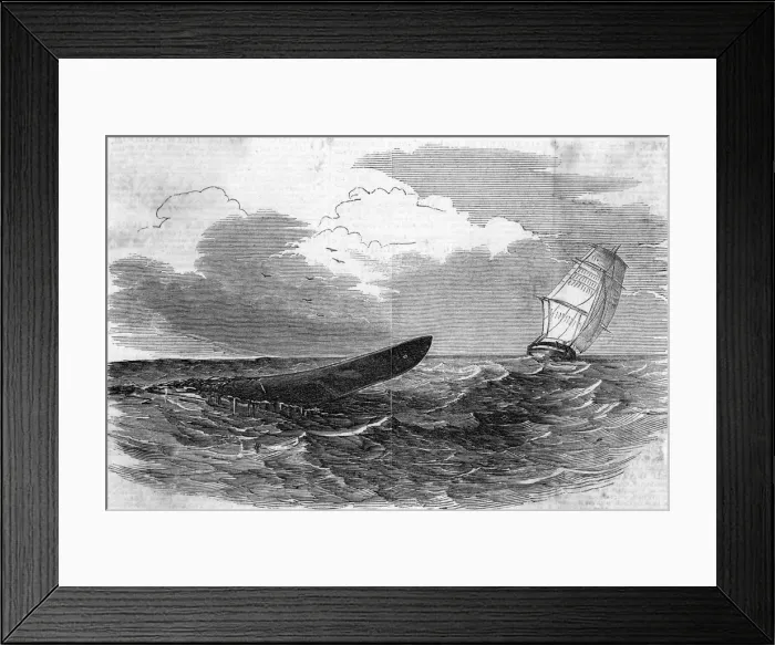Framed Print : PLUMPER SEA SERPENT Framed Print : PLUMPER SEA SERPENT