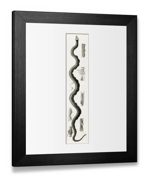 Framed Print : AMERICAN SEA SERPENT Framed Print : AMERICAN SEA SERPENT
