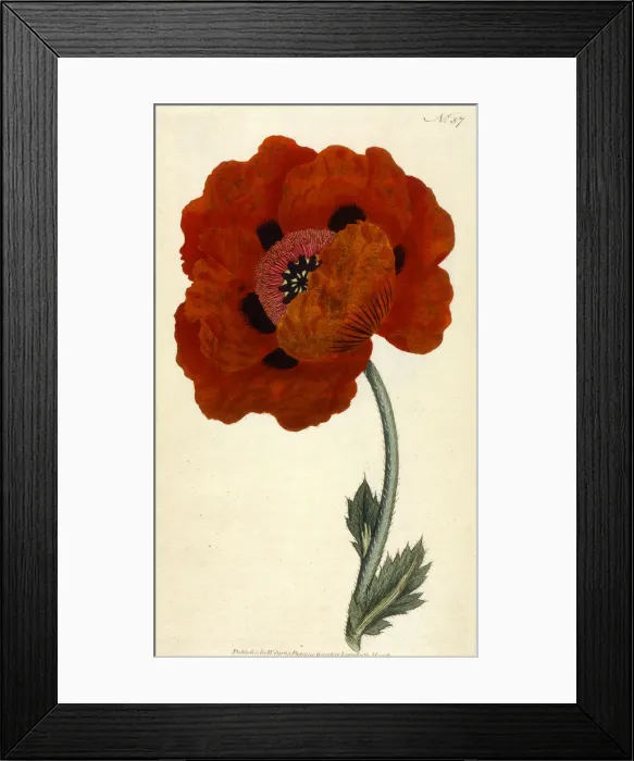 Framed Print : Papaver Orientale or Eastern Poppy Framed Print : Papaver Orientale or Eastern Poppy
