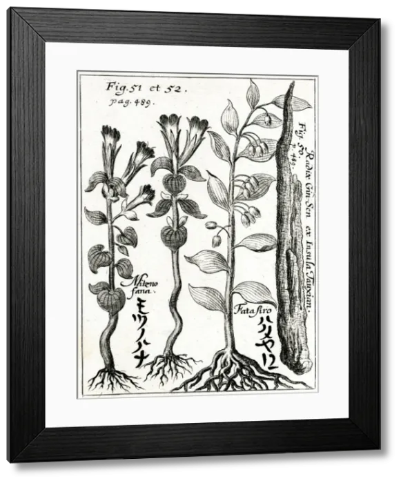 Framed Print : Ginseng root Framed Print : Ginseng root