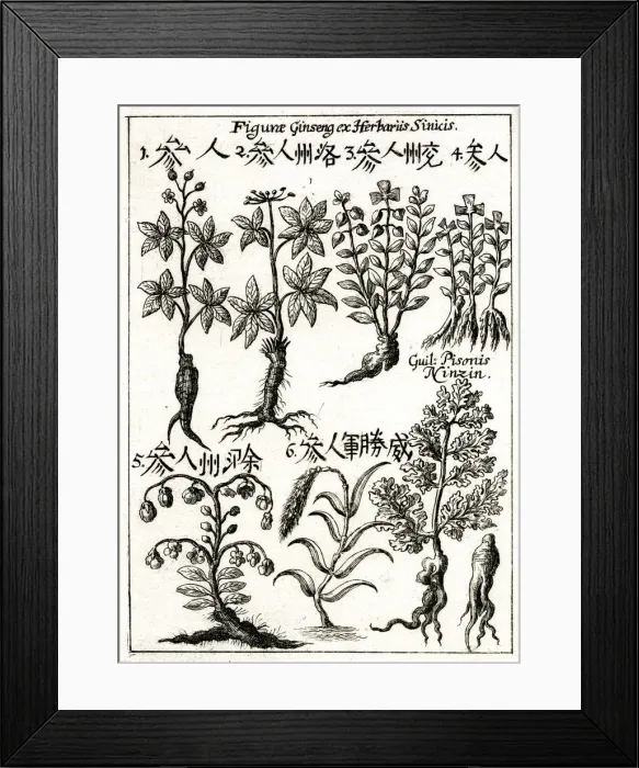 Framed Print : Chinese ginseng plants Framed Print : Chinese ginseng plants