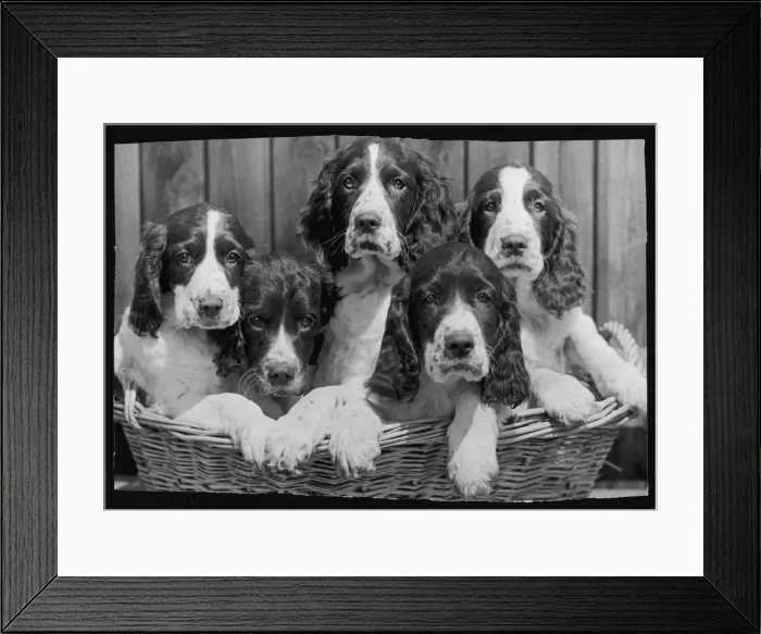 Framed Print : Springer Spaniel puppies Framed Print : Springer Spaniel puppies
