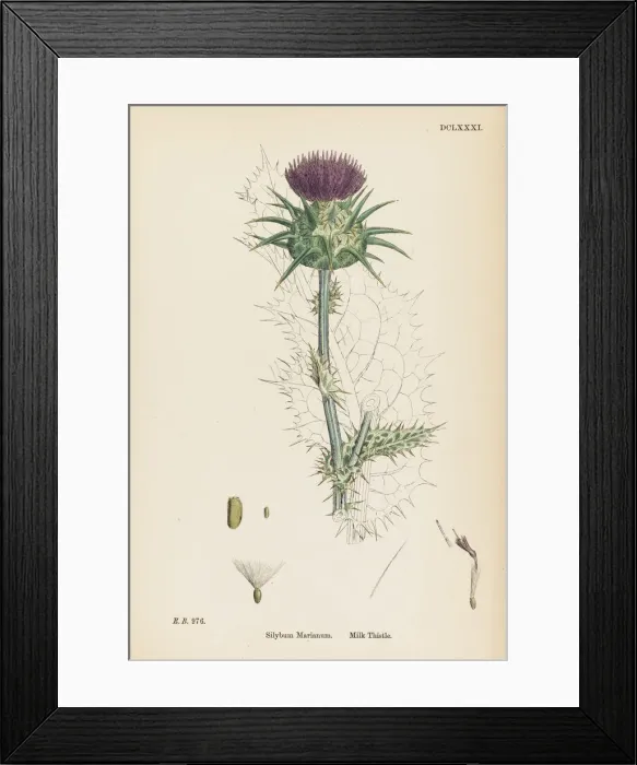 Framed Print : Plants - Silybum Marianum Framed Print : Plants - Silybum Marianum