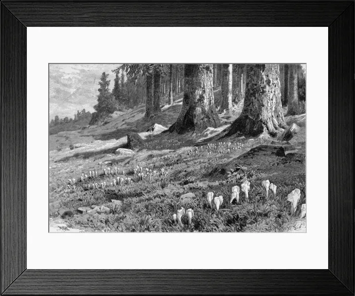Framed Print : FAIRY RING