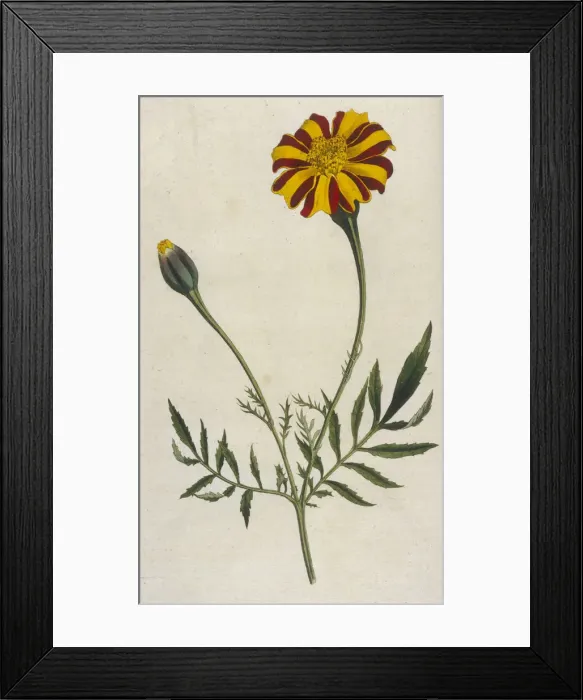 Framed Print : Plants - Tagetes Patula Framed Print : Plants - Tagetes Patula
