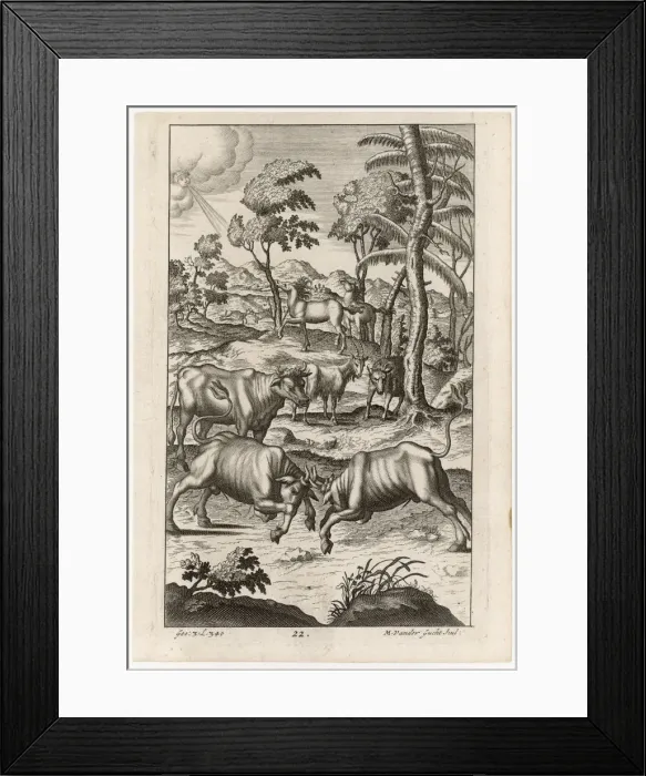 Framed Print : CATTLE FARMING / BULLS Framed Print : CATTLE FARMING / BULLS