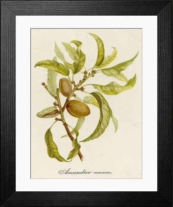 Framed Print : PLANTS / PRUNUS DULCIS Framed Print : PLANTS / PRUNUS DULCIS