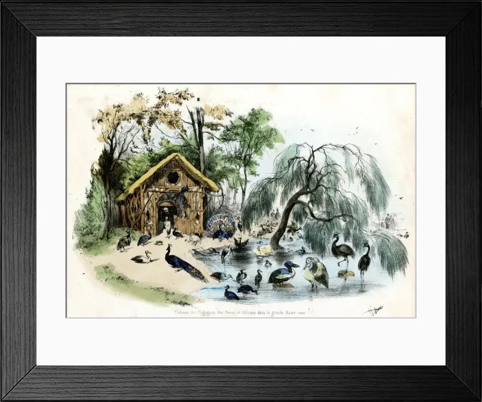 Framed Print : PARIS ZOO - BIRDS Framed Print : PARIS ZOO - BIRDS