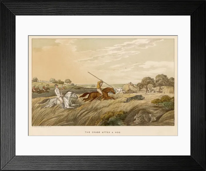 Framed Print : WILLIAMSON / CHASING HOG Framed Print : WILLIAMSON / CHASING HOG