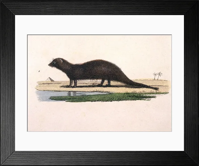Framed Print : MONGOOSE. A mongoose Date: circa 1840 Framed Print : MONGOOSE. A mongoose Date: circa 1840