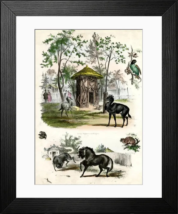 Framed Print : PARIS ZOO. Antelopes and other animals at the Jardin dAcclimatation Date: circa 1850 Framed Print : PARIS ZOO. Antelopes and other animals at the Jardin dAcclimatation Date: circa 1850
