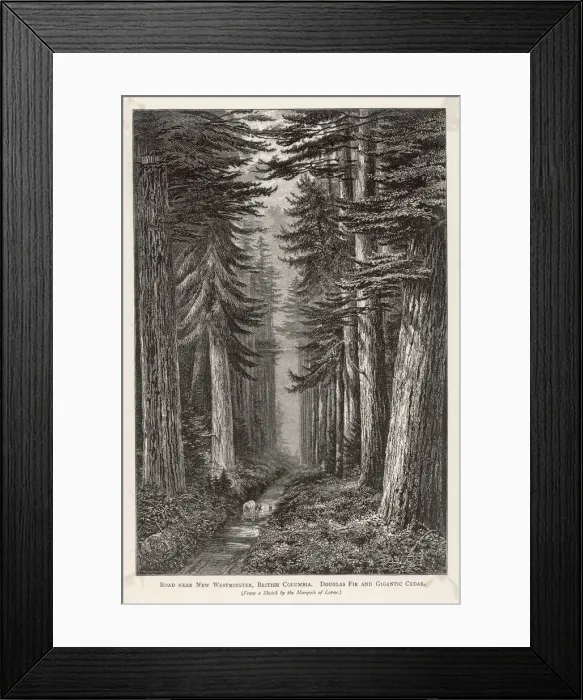 Framed Print : TREES / DOUGLAS FIR Framed Print : TREES / DOUGLAS FIR