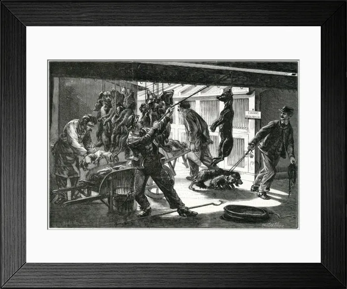 Framed Print : FRENCH STRAYS DESTROYED Framed Print : FRENCH STRAYS DESTROYED