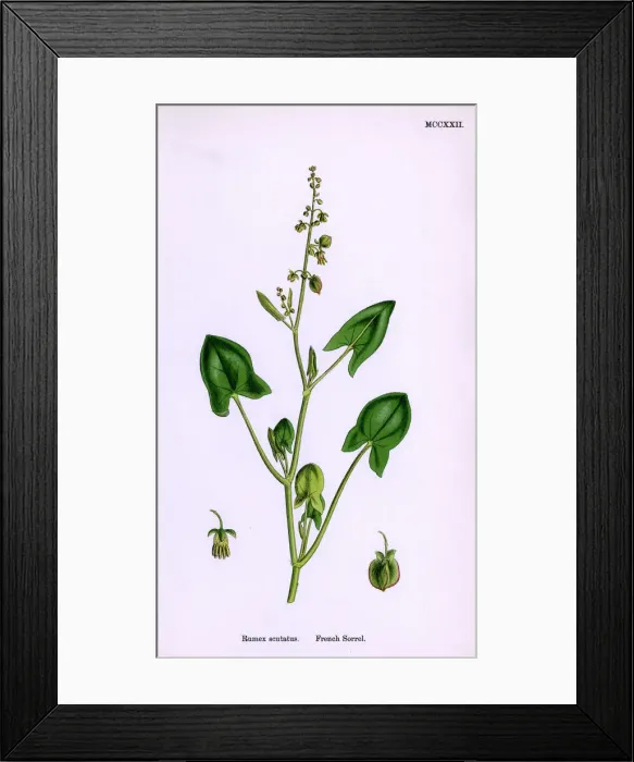 Framed Print : PLANTS / RUMEX SCUTATUS Framed Print : PLANTS / RUMEX SCUTATUS