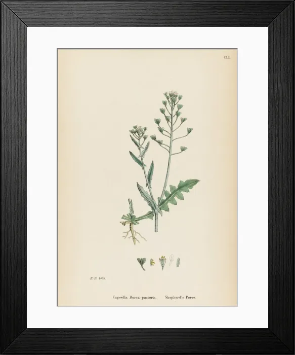 Framed Print : CAPSELLA BURSA-PASTORIS Framed Print : CAPSELLA BURSA-PASTORIS