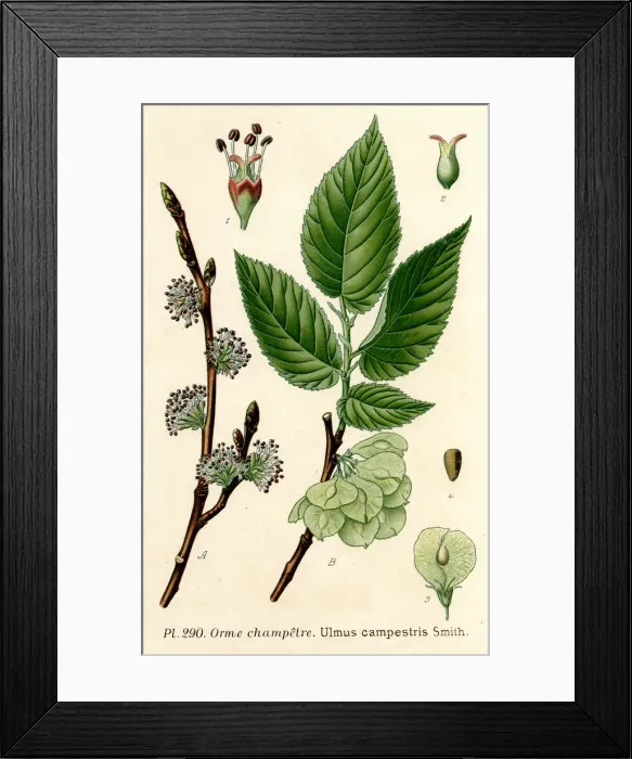 Framed Print : PLANTS / ULMUS CAMPESTRIS Framed Print : PLANTS / ULMUS CAMPESTRIS