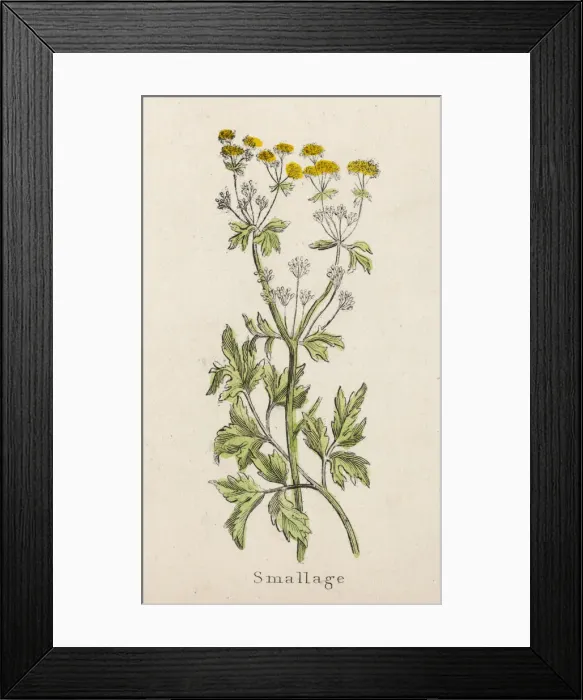 Framed Print : PLANTS / APIUM GRAVEOLENS Framed Print : PLANTS / APIUM GRAVEOLENS