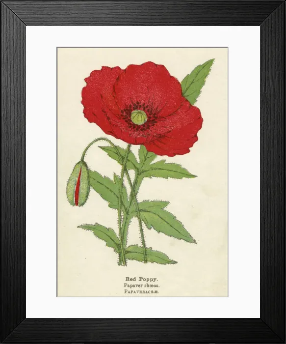 Framed Print : PLANTS / PAPAVER RHOEAS Framed Print : PLANTS / PAPAVER RHOEAS
