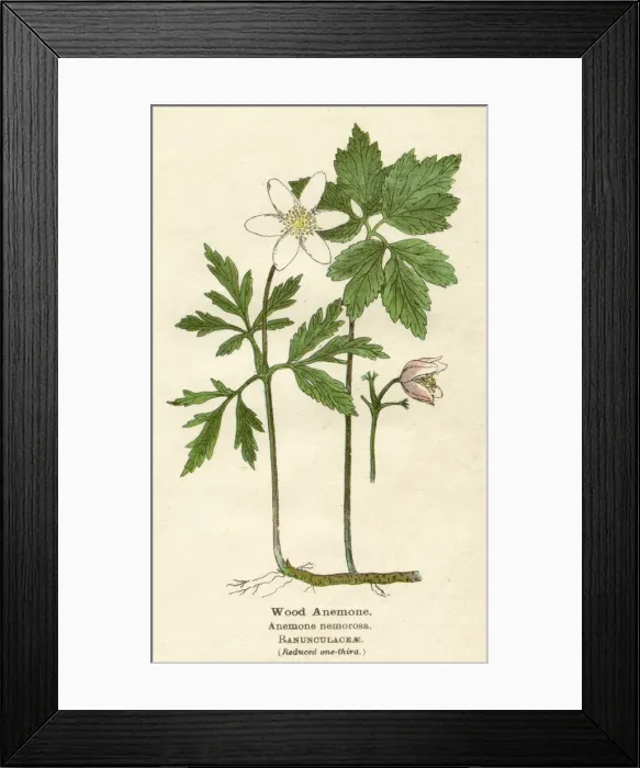 Framed Print : PLANTS / ANEMONE NEMOROSA Framed Print : PLANTS / ANEMONE NEMOROSA