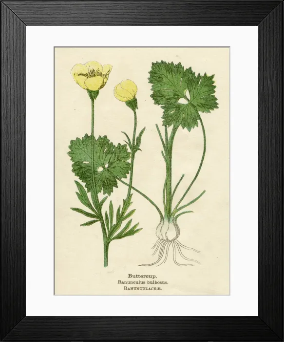Framed Print : RANUNCULUS BULBOSUS Framed Print : RANUNCULUS BULBOSUS