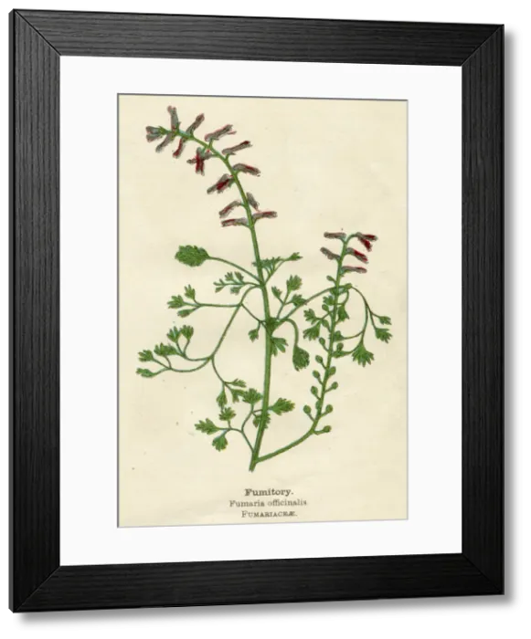 Framed Print : FUMARIA OFFICINALIS Framed Print : FUMARIA OFFICINALIS