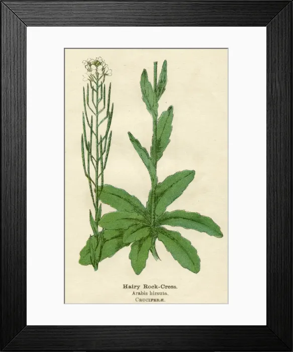Framed Print : PLANTS / ARABIS HIRSUTA Framed Print : PLANTS / ARABIS HIRSUTA