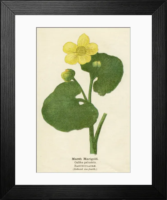 Framed Print : PLANTS / CALTHA PALUSTRIS Framed Print : PLANTS / CALTHA PALUSTRIS