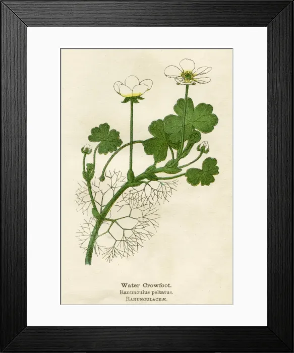 Framed Print : RANUNCULUS PELTATUS Framed Print : RANUNCULUS PELTATUS