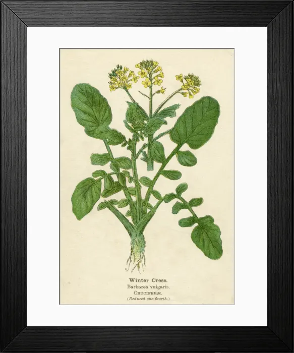Framed Print : PLANTS / BARBAREA VULGARIS Framed Print : PLANTS / BARBAREA VULGARIS