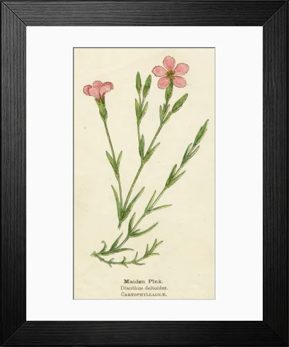 Framed Print : DIANTHUS DELTOIDES Framed Print : DIANTHUS DELTOIDES
