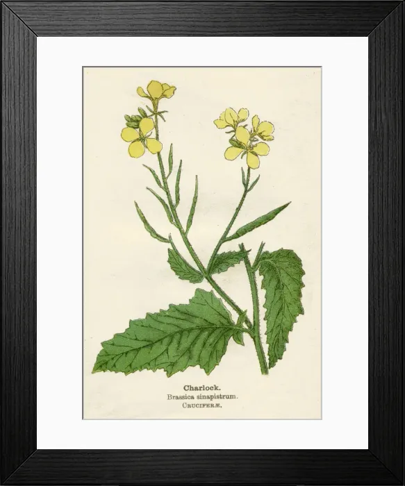 Framed Print : BRASSICA SINAPISTRUM Framed Print : BRASSICA SINAPISTRUM