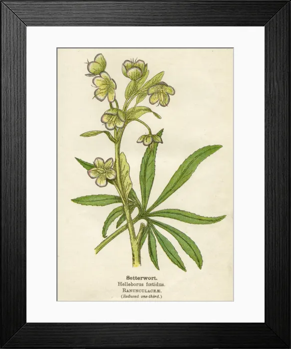 Framed Print : HELLEBORUS FOETIDUS Framed Print : HELLEBORUS FOETIDUS