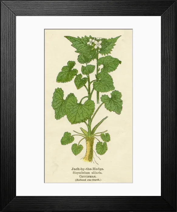 Framed Print : SISYMBRIUM ALLIARIA Framed Print : SISYMBRIUM ALLIARIA