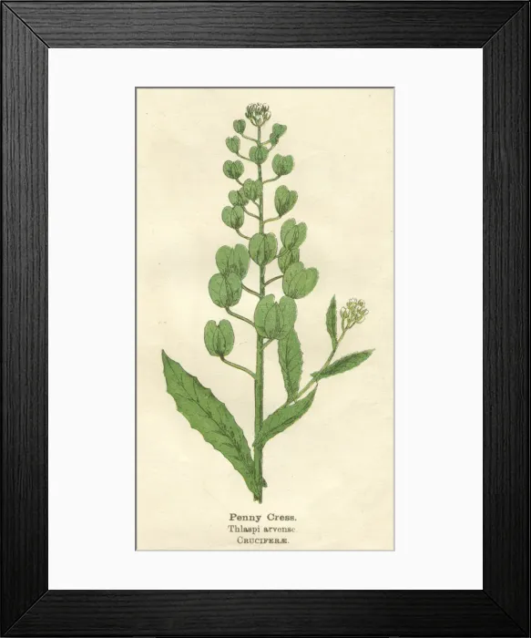 Framed Print : PLANTS / THLASPI ARVENAE Framed Print : PLANTS / THLASPI ARVENAE