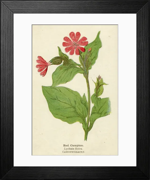 Framed Print : PLANTS / LYCHNIS DIOICA Framed Print : PLANTS / LYCHNIS DIOICA