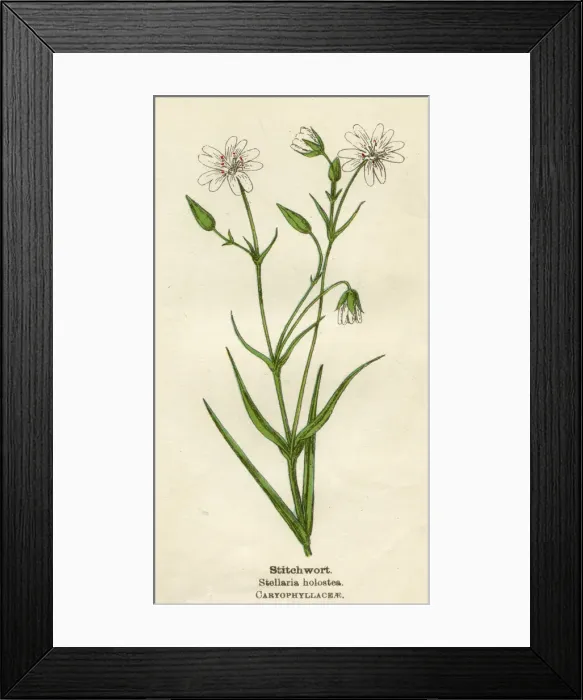 Framed Print : STELLARIA HOLOSTEA Framed Print : STELLARIA HOLOSTEA