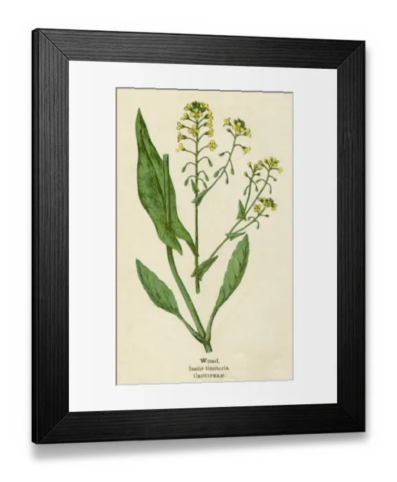 Framed Print : PLANTS / ISATIS TINCTORIA Framed Print : PLANTS / ISATIS TINCTORIA