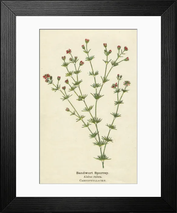Framed Print : PLANTS / ALSINE RUBRA Framed Print : PLANTS / ALSINE RUBRA