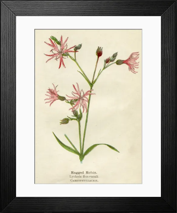 Framed Print : LYCHNIS FLOS-CUCULI Framed Print : LYCHNIS FLOS-CUCULI