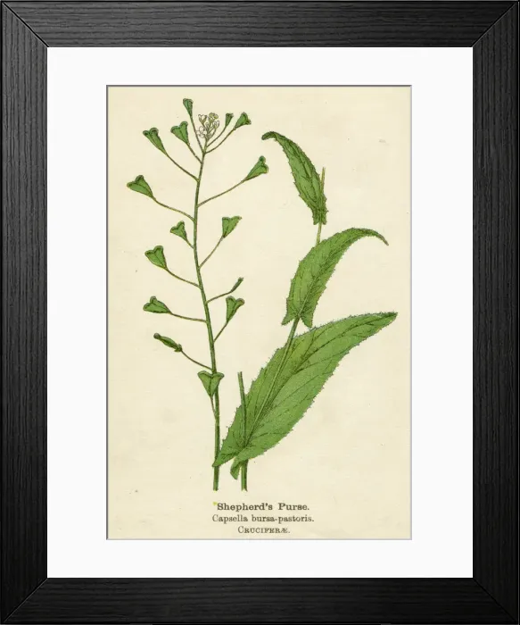 Framed Print : CAPSELLA BURSA-PASTORIS Framed Print : CAPSELLA BURSA-PASTORIS