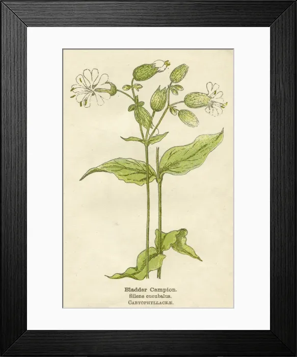 Framed Print : PLANTS / SILENE CUCUBALUS Framed Print : PLANTS / SILENE CUCUBALUS